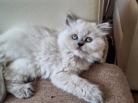 2 aylık british longhair dişi kedimiz