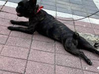 TUVALET EĞİTİMLİ FRENCH BULLDOG