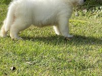 Beyaz Akita Yavrular Sağlık ve Irk Garantili