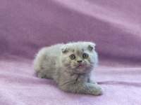 Scottish Fold Yavrularımız