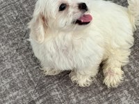 Ücretsiz Sahiplendirme Köpeğimiz İçin Ulaşın
