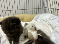 Bluepoint scottish fold ve straight bebekler rezerveye açık
