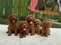Güzellik Abidesi Erkek Dişi Poodle Köpekler