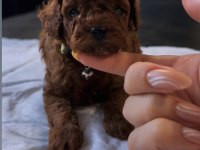 Teslime hazır kore red brown poodle yavru