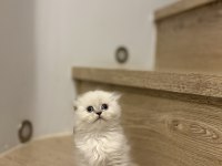 SCOTTISH FOLD LONGHAIR YAVRULARIM 