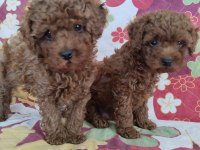 Sağlık ve kilo garantili kore poodle yavrularımız