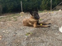 Üst düzey orijinal belçika malinois erkek