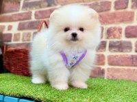 Teddy pomeranian boo ayı surat