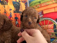 HER EVE POODLE