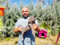 Cane Corso Yavru Köpeğimiz