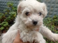İzmir den orijinal Terrier Maltese yavrular