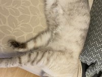 Scottish fold oğlum salebi sahiplendiriyorum