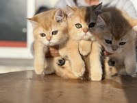 Ankaranın En Güzel Golden British Shorthair Yavruları