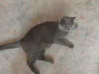 Adı Tommy Erkek Kedimiz 2 Yaşında Konuşabilir Adını Biliyor
