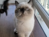 Exotic shorthair yavrular