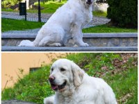 Safkan golden retriever bebekler