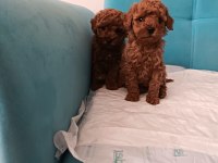 Poodle Yeni Yuvalarını Arıyorlar