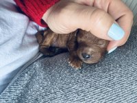 Red toy poodle