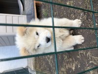 3 aylık çin aslanı yavrusu
