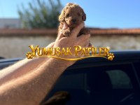 Red Toy Poodle