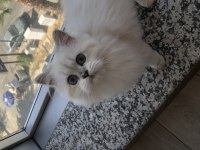 British longhair kedimizi sahiplendirme