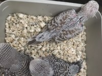 Show Jumbo Yavrular Ele kola Alıştırmalık Muhabbet Kuşu