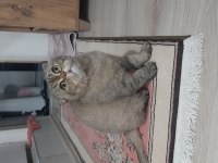 Scottish fold 4 yaşında
