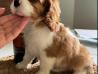 En özel cavalier king charles yavrular