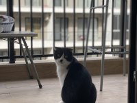 Scottish fold smokin