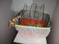 Erkek sheltie ginepig hemen hemen 1 yaşında sayılır