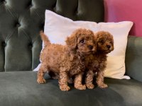 Pets World Kentpark garantisi ile Toy Poodle yavrularımız