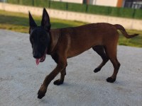 4.5 AYLIK SAF KAN MALİNOİS DİŞİ YAVRUM