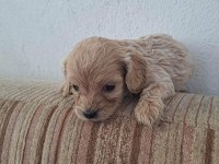 Cockapoo 2 Aylık Yavrular yeni yuvalarını arıyor