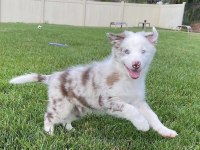 Türkiyenin Güvenilir Çiftliği Kapıda Ödemeli Köpeğimiz