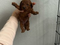 Son 1 adet dişi poodle yavrumuz