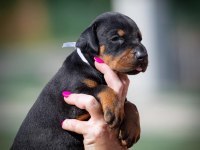 En İyisi Doberman Yavrular