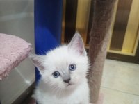 Sevimli ve oyuncu minnoş kediler