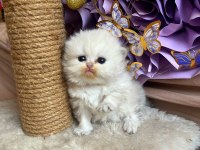 British Longhair Lorin