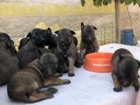 Belçika Malinois Yavruları Aşil ve Zeyna eşlemesinden