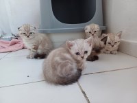 Birbirinden Güzel Scottish Fold Bebekler