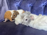 Sevimli Ginepig Yavrularımız