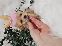 Maltipoo tecup