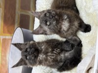 Black smoke maine coon