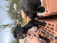 2 adet french bulldog bilgi almadan geçmeyin