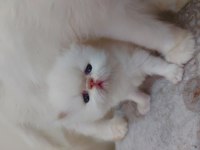 Biblo gibi güzellikte olan baby Face iran yavrularım