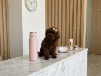 Teacup Kore Hatlı Dişi Poodle Pasaportlu ve Çipli
