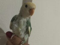 Sevda papağanı 2 aylık