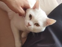 ÜCRETSİZ 3 YAŞINDA KISIR KEDİMİZE AİLE ARIYORUZ