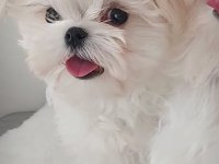 KORE MALTESE BEBEKLER ŞECERE BELGELİ