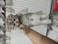 1 Aylık scottish fold ve straight yavrular